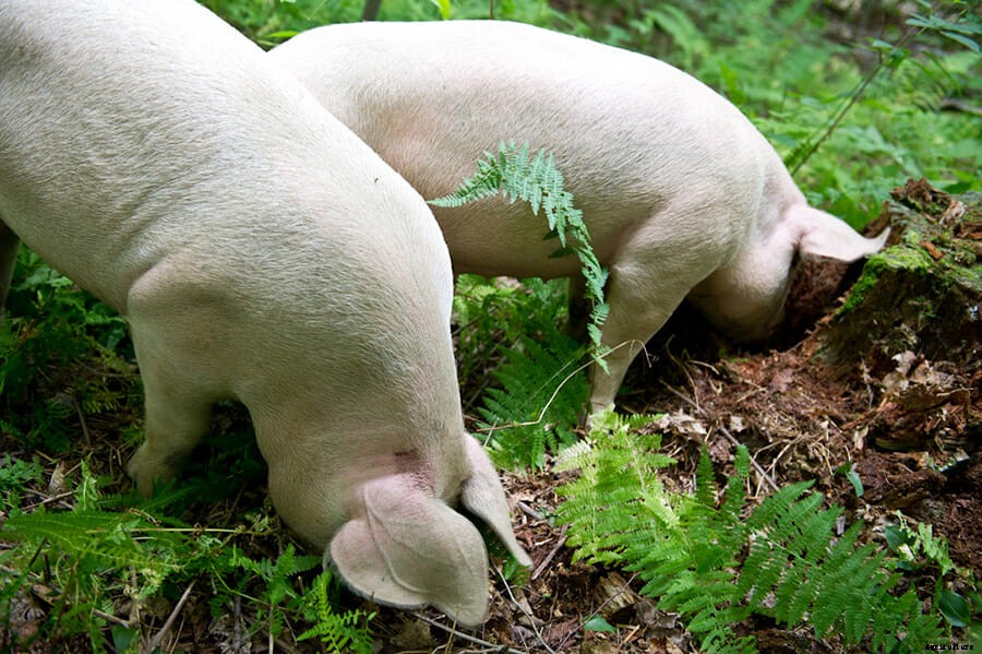 Hog Wild: Raising Instinctual Pork