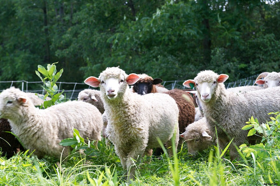 Hog Wild: Raising Instinctual Pork