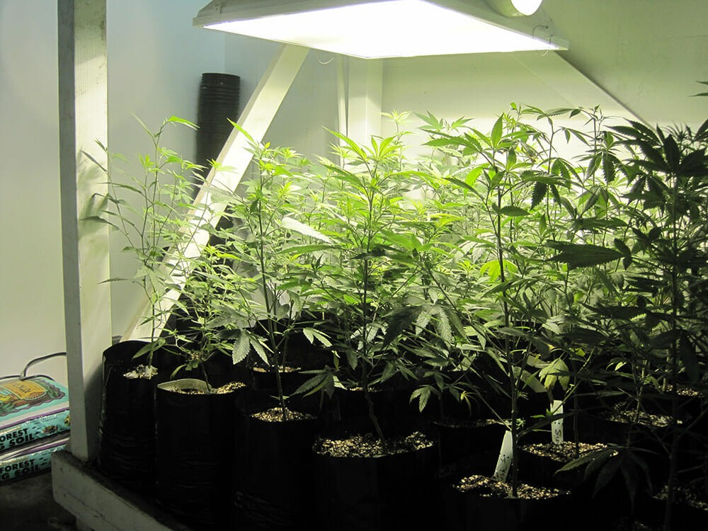 The Seeds of Legal Pot