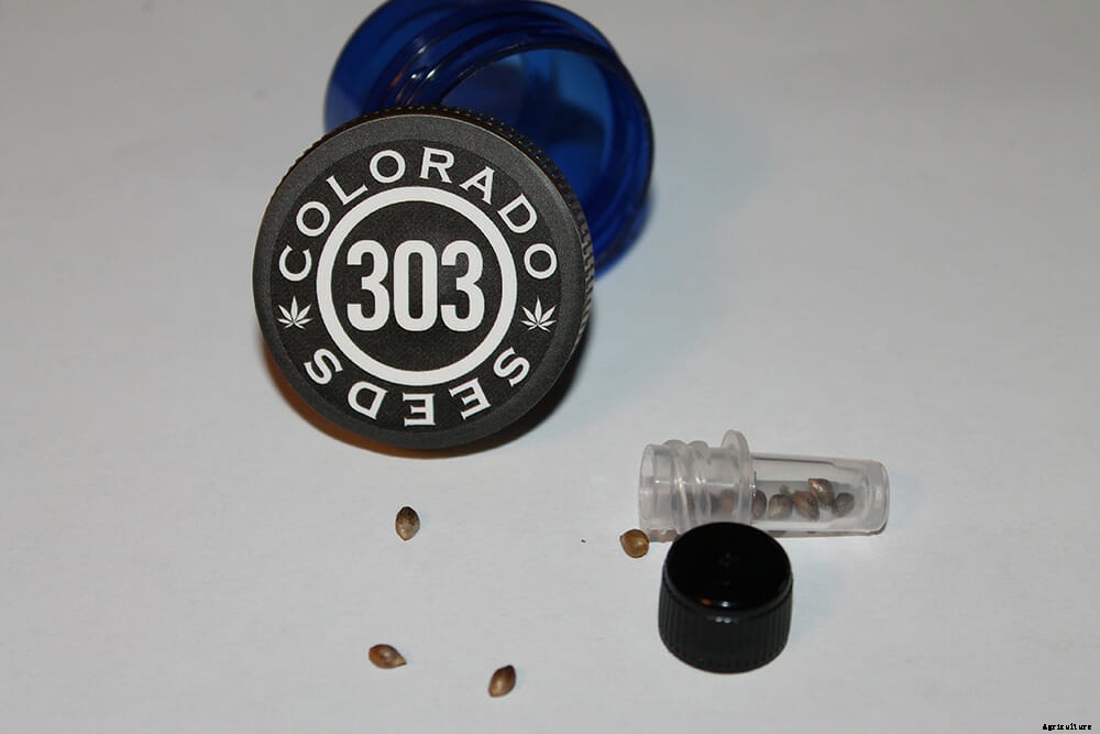 The Seeds of Legal Pot