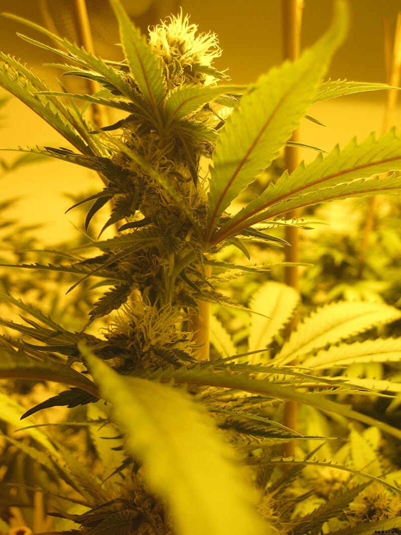 The Seeds of Legal Pot