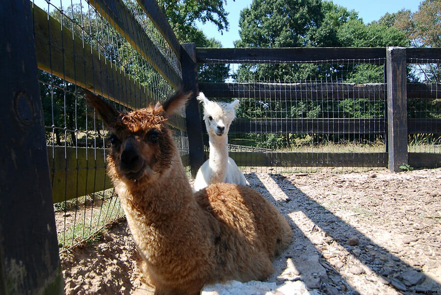 The Miniature Animal Farm