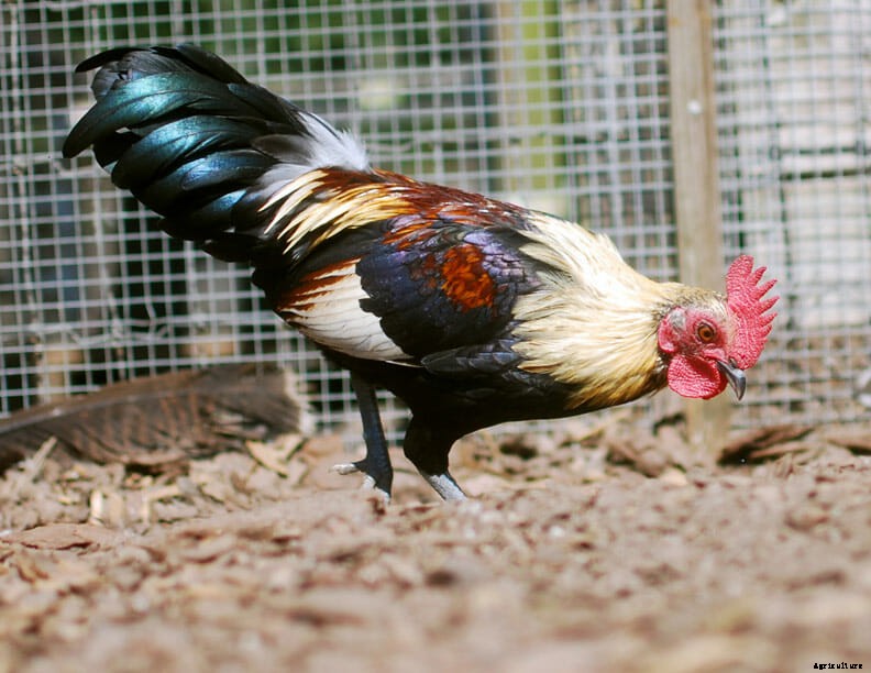 The Miniature Animal Farm