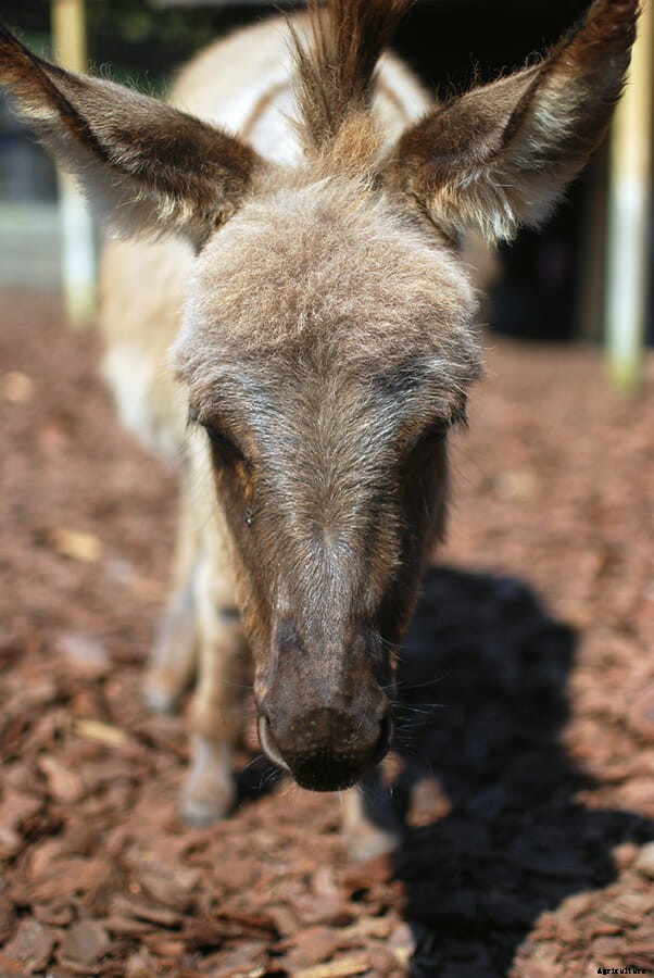 The Miniature Animal Farm