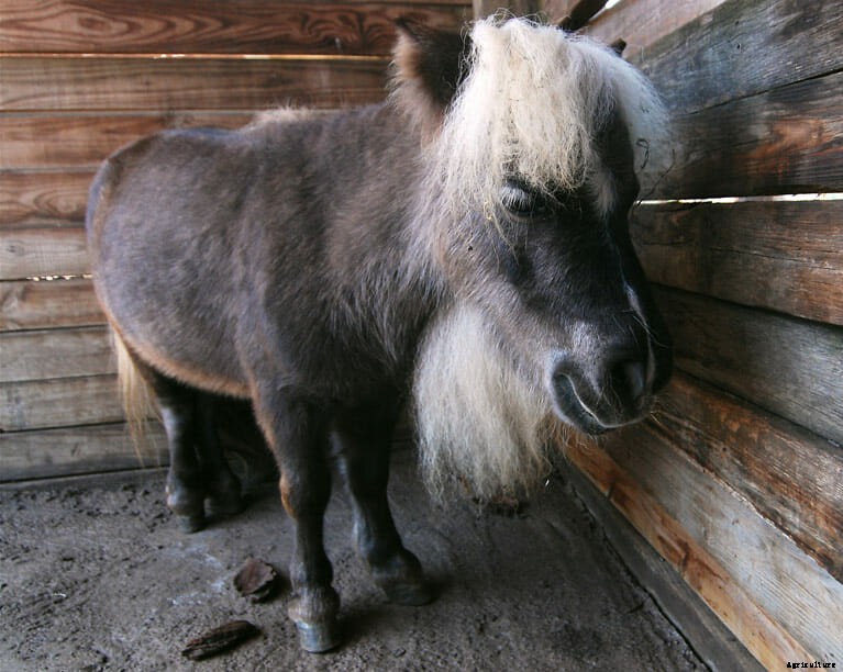 The Miniature Animal Farm