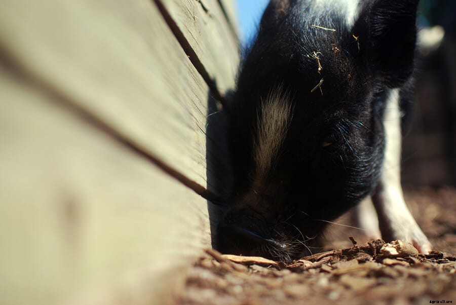 The Miniature Animal Farm