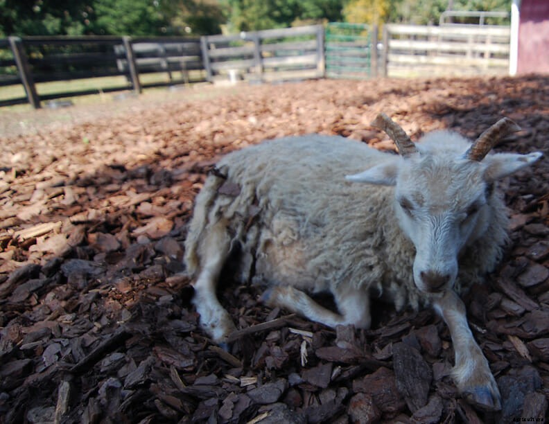 The Miniature Animal Farm