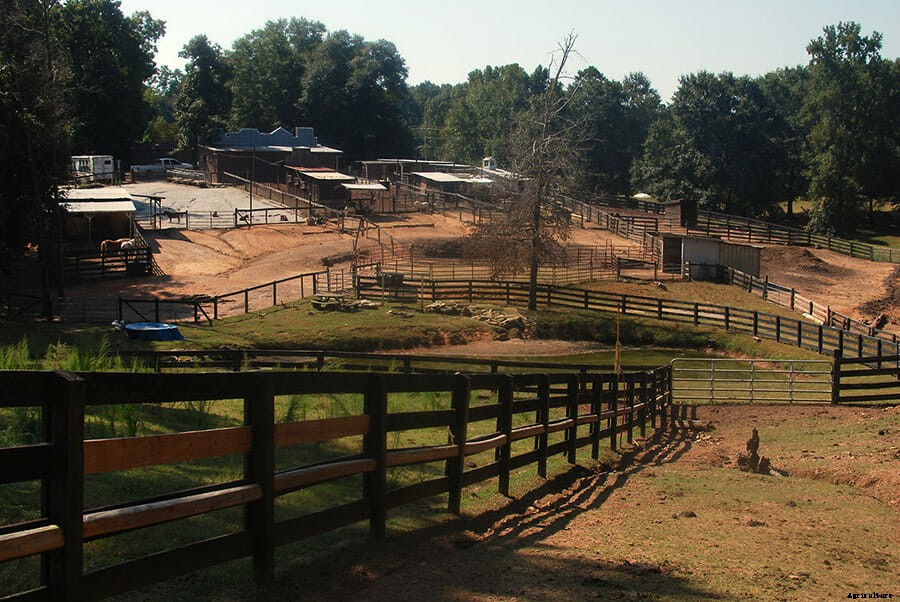 The Miniature Animal Farm