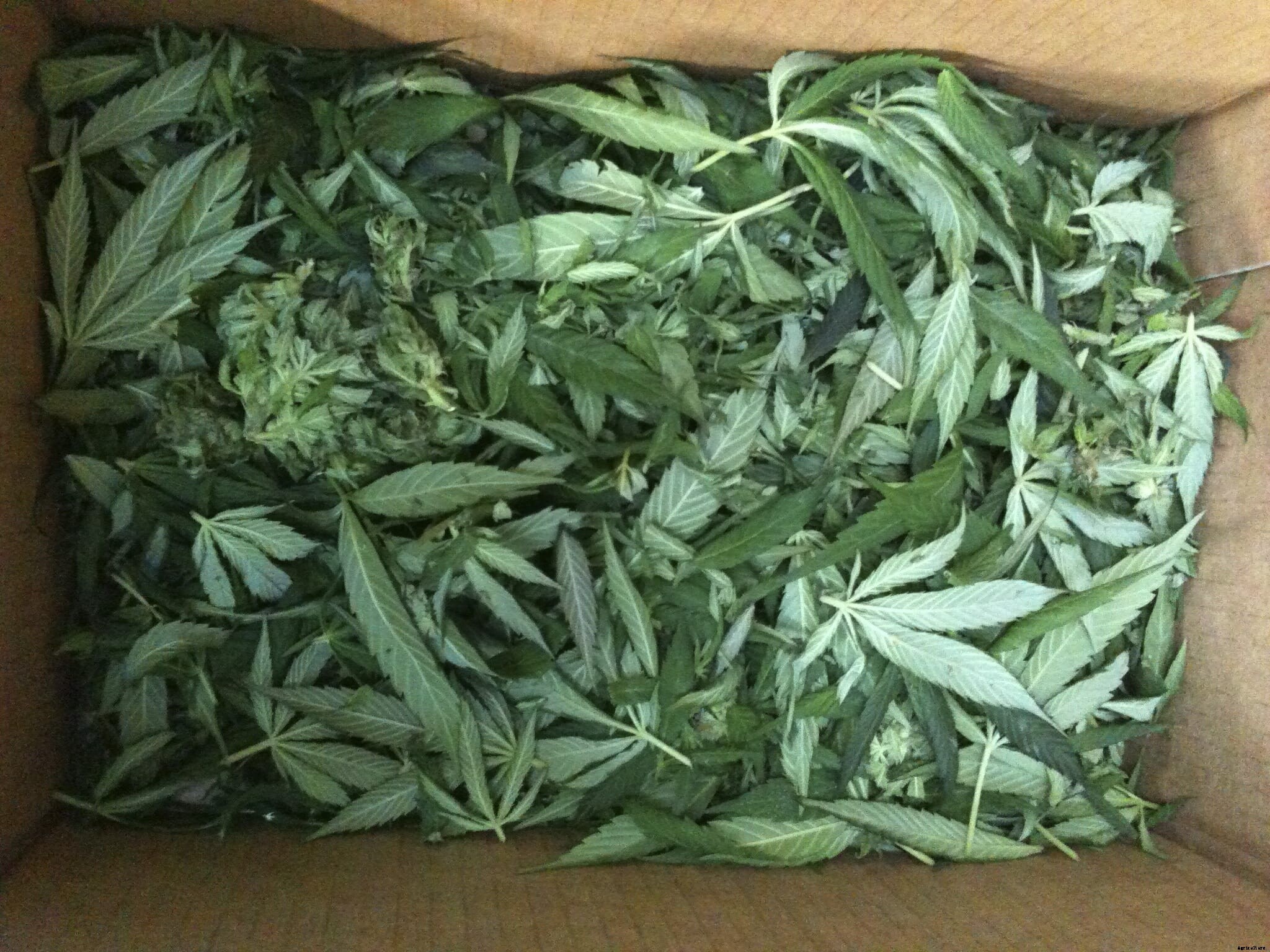 Weed Island: Is Washington’s Vashon the Proving Ground for Legal, Local Pot?