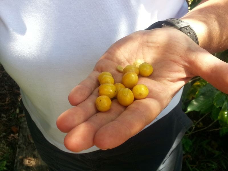 Why Coffee Pooped Out of a Brazilian Bird Sells For Big Bucks