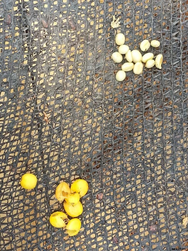 Why Coffee Pooped Out of a Brazilian Bird Sells For Big Bucks