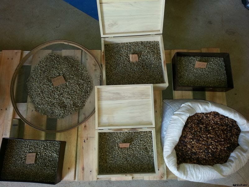 Why Coffee Pooped Out of a Brazilian Bird Sells For Big Bucks