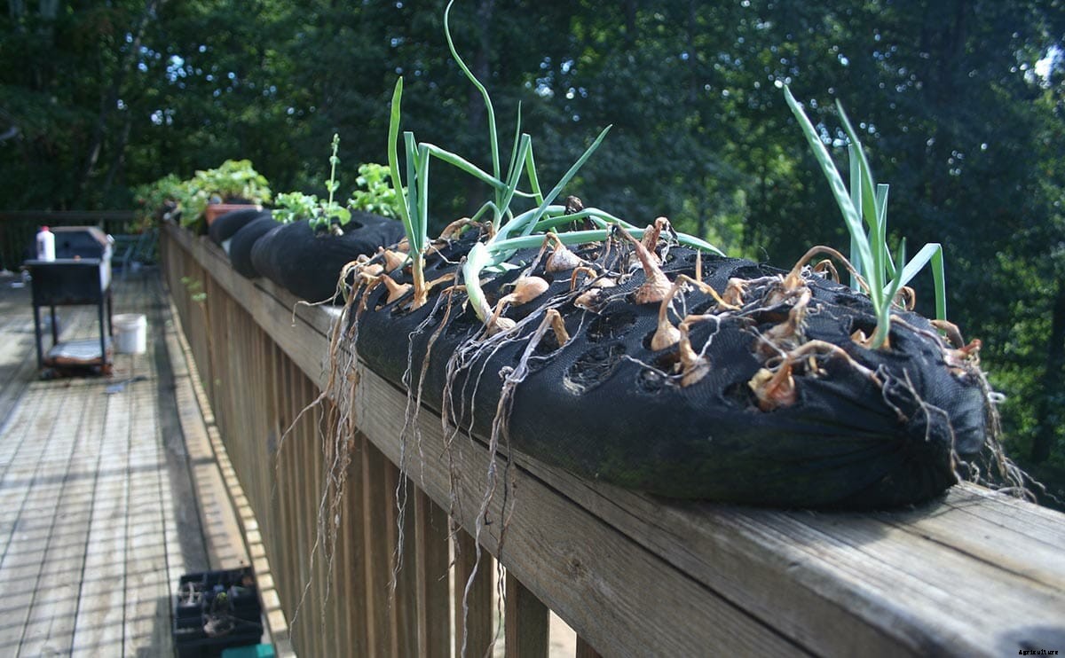 He Once Grew the Biggest Pumpkin Ever in Virginia. Now He’s Going to Change the World