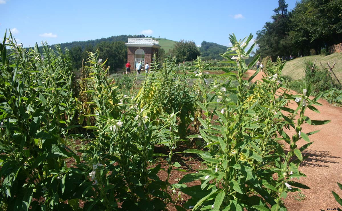Foodies Convene on the Lawn of America’s First Foodie: Thomas Jefferson