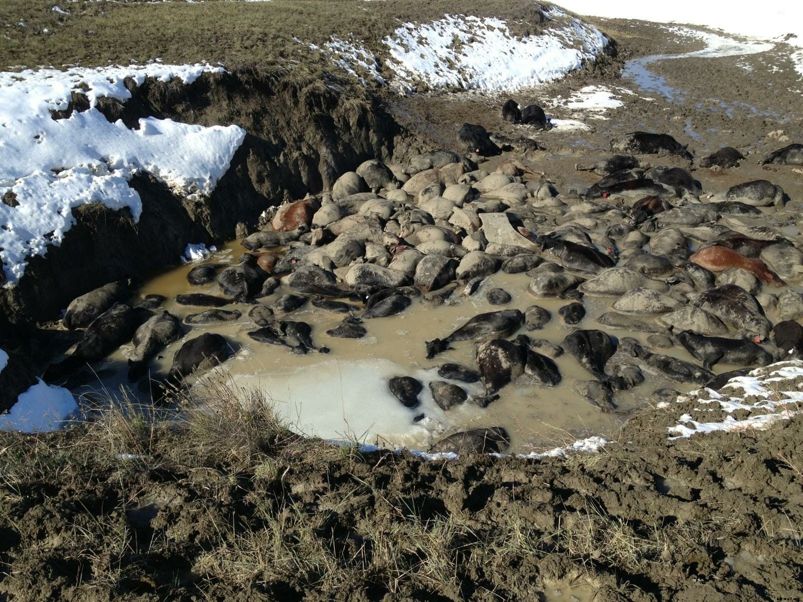 The Forgotten Blizzard?