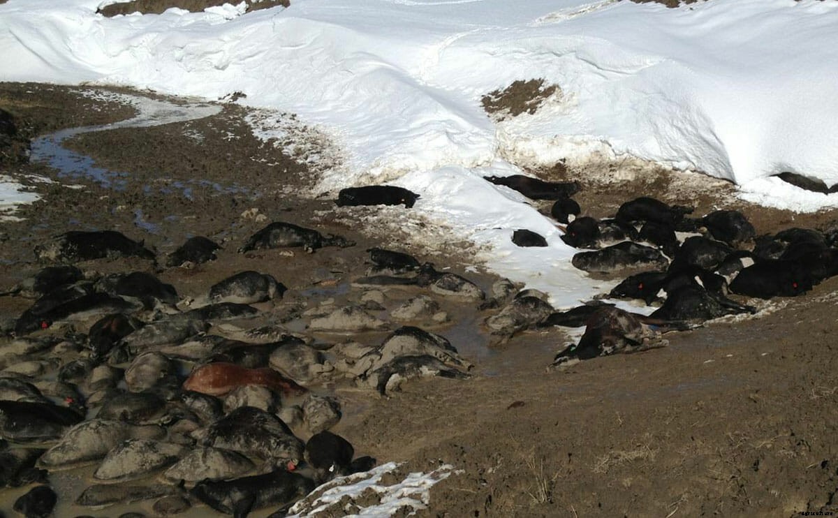 The Forgotten Blizzard?