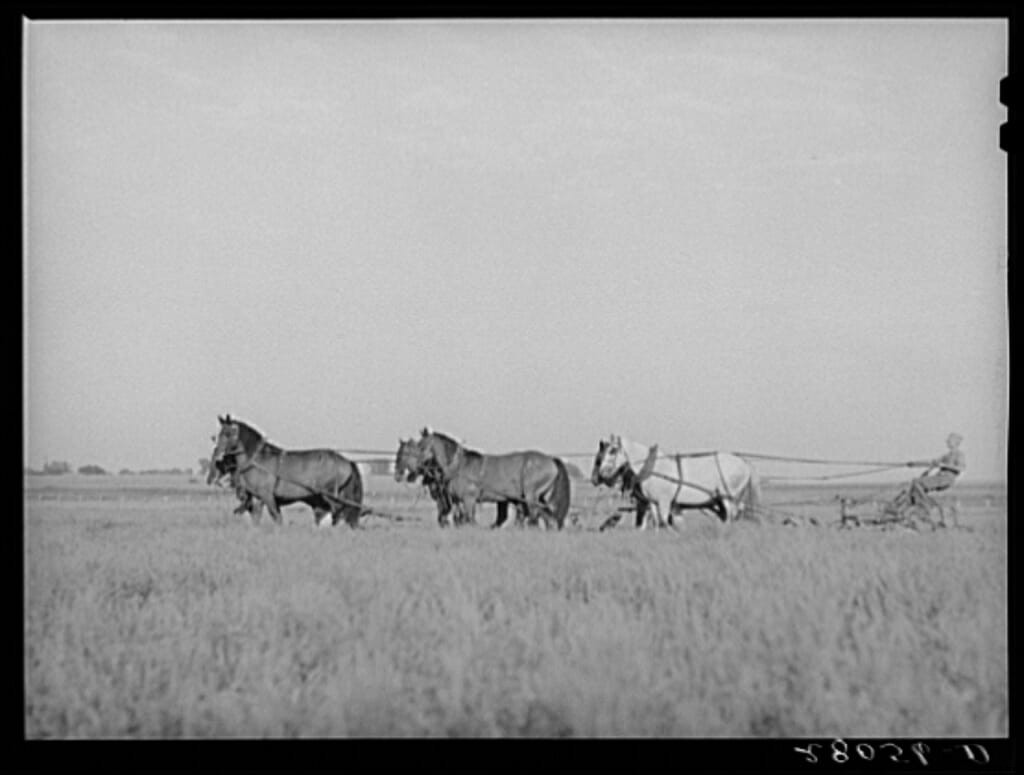 20 Farm Horses From the Past