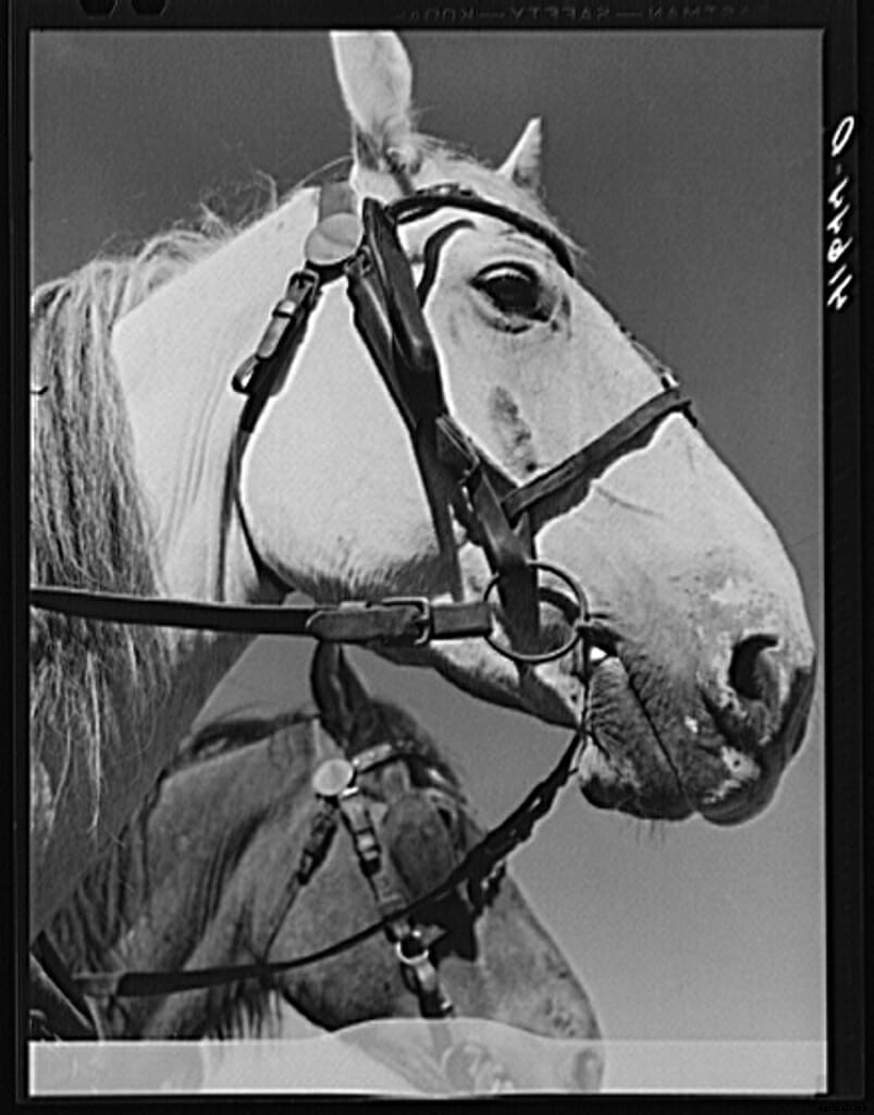20 Farm Horses From the Past