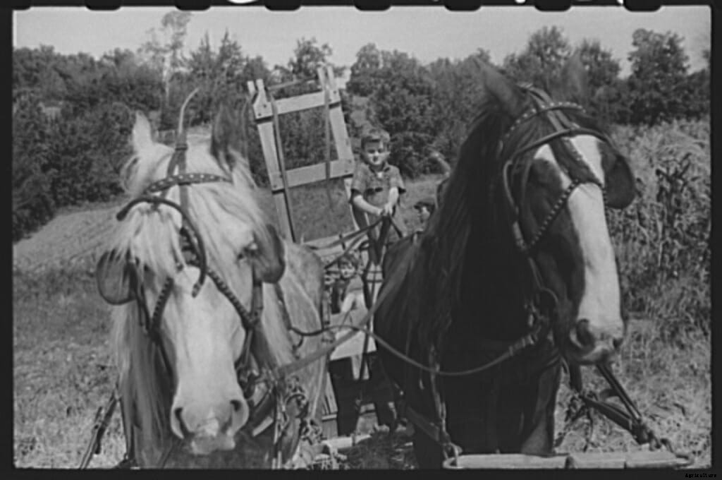 20 Farm Horses From the Past