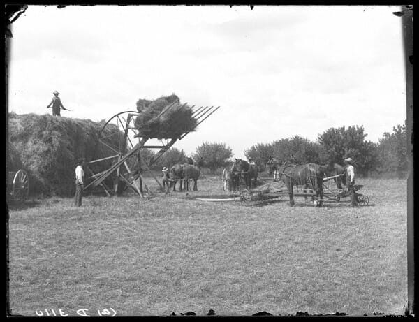 20 Farm Horses From the Past