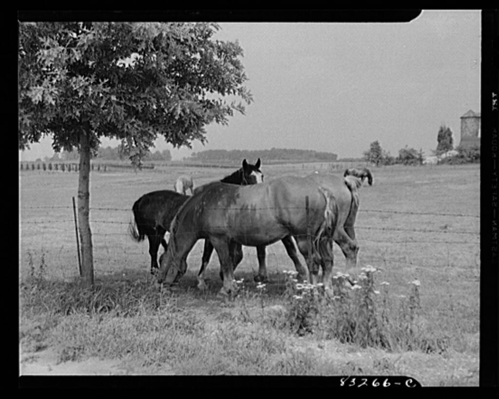 20 Farm Horses From the Past