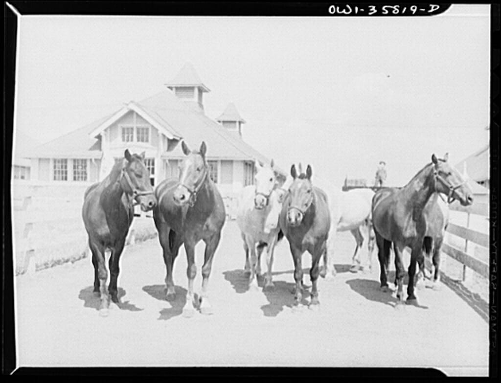 20 Farm Horses From the Past