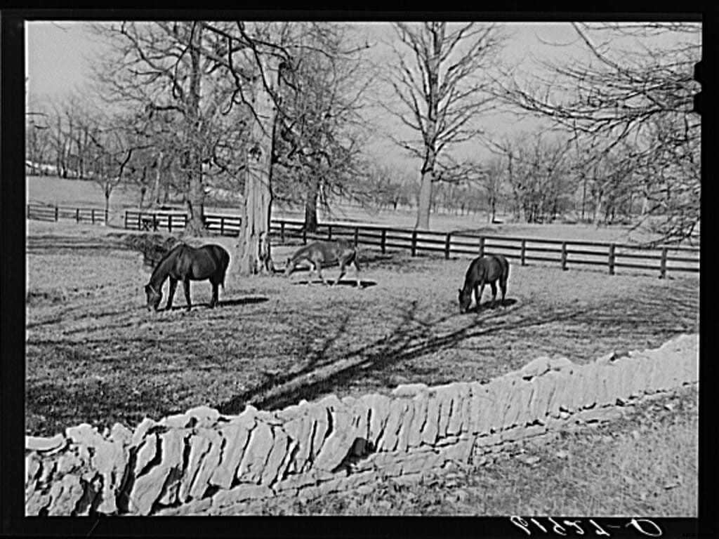 20 Farm Horses From the Past