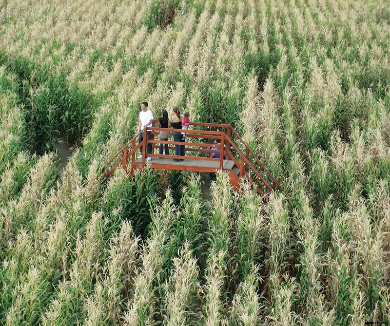 Master the Maize: The Increasingly Big Business of Corn Mazes