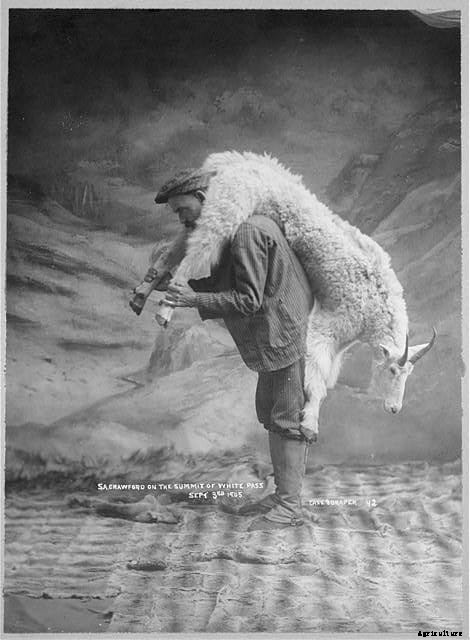 20 Grand Old Goat Photos