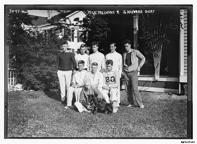 20 Grand Old Goat Photos