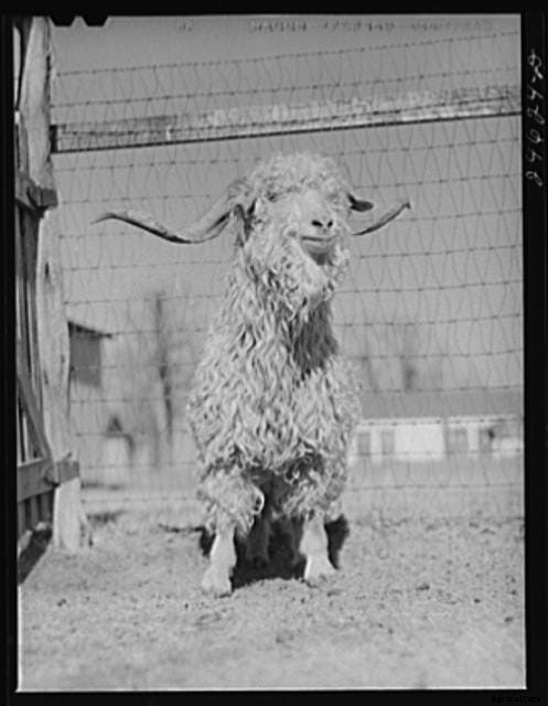 20 Grand Old Goat Photos