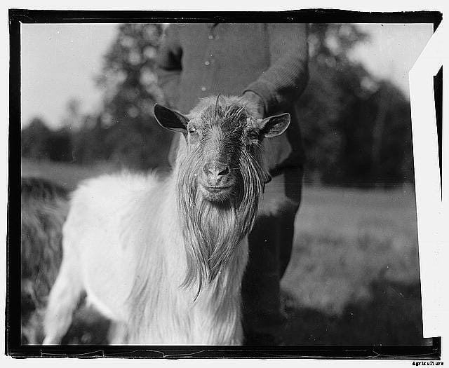 20 Grand Old Goat Photos