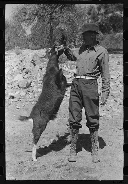 20 Grand Old Goat Photos