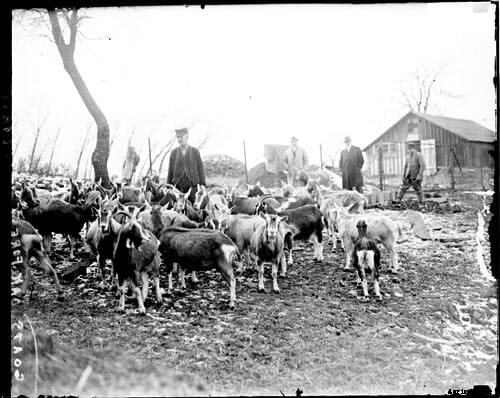 20 Grand Old Goat Photos