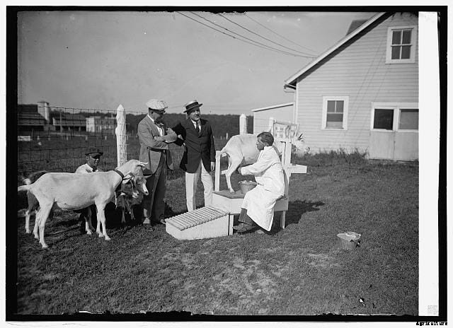20 Grand Old Goat Photos