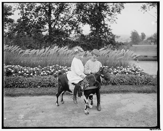 20 Grand Old Goat Photos