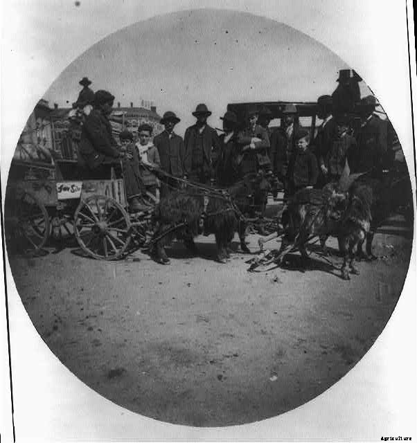 20 Grand Old Goat Photos