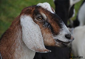 Goat Manure Spontaneous Combustion: It’s A Thing