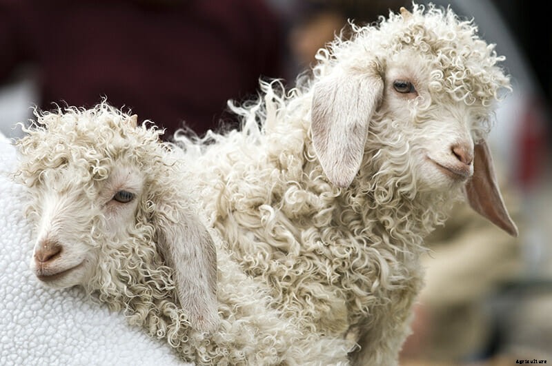 Why Goats Feasting on Rat Urine Makes Sense