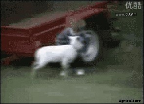 Goat Crime: The Cutest Kind of Crime