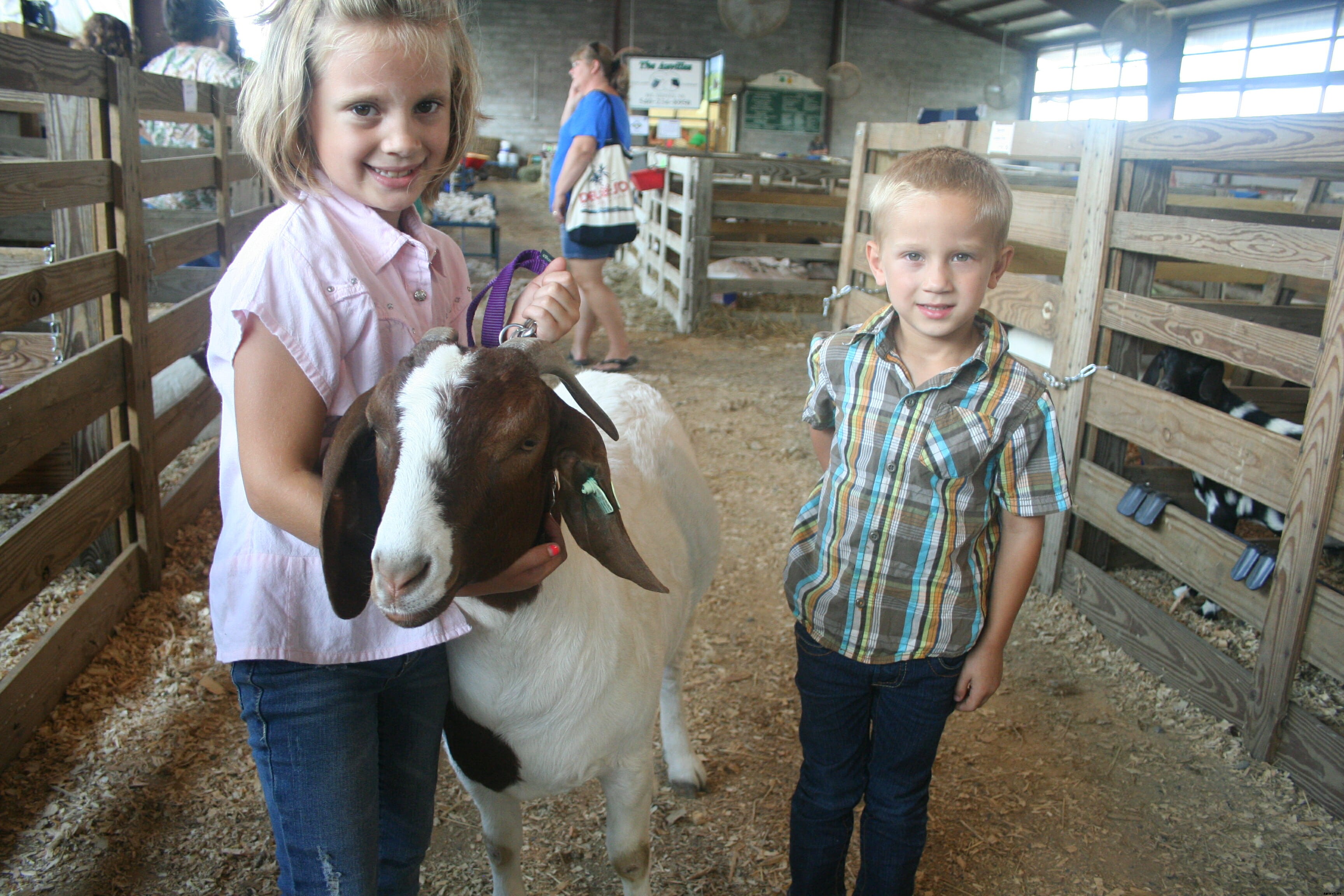 Diary of a State Fair Goat