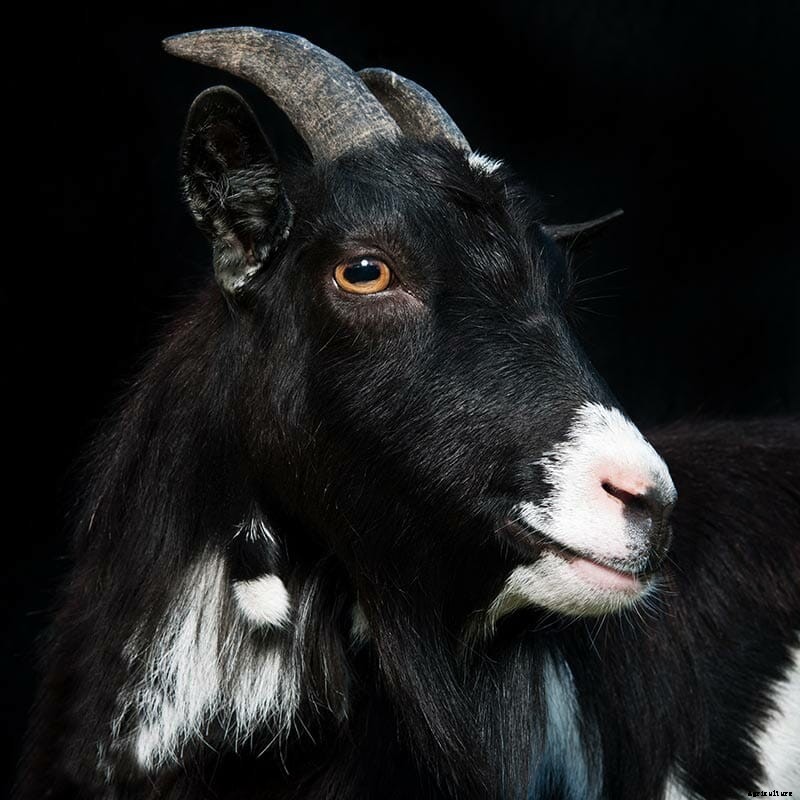 Which Goat Is Right for You?