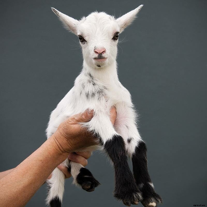 Which Goat Is Right for You?