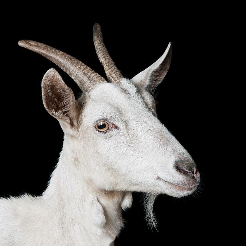 Which Goat Is Right for You?