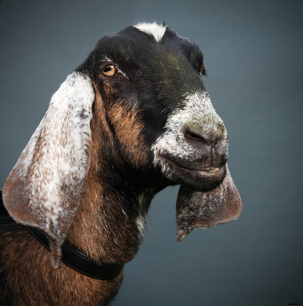 Which Goat Is Right for You?