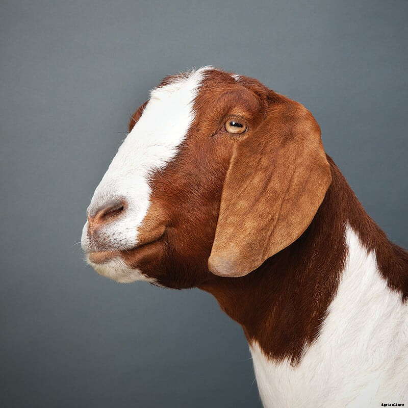 Which Goat Is Right for You?