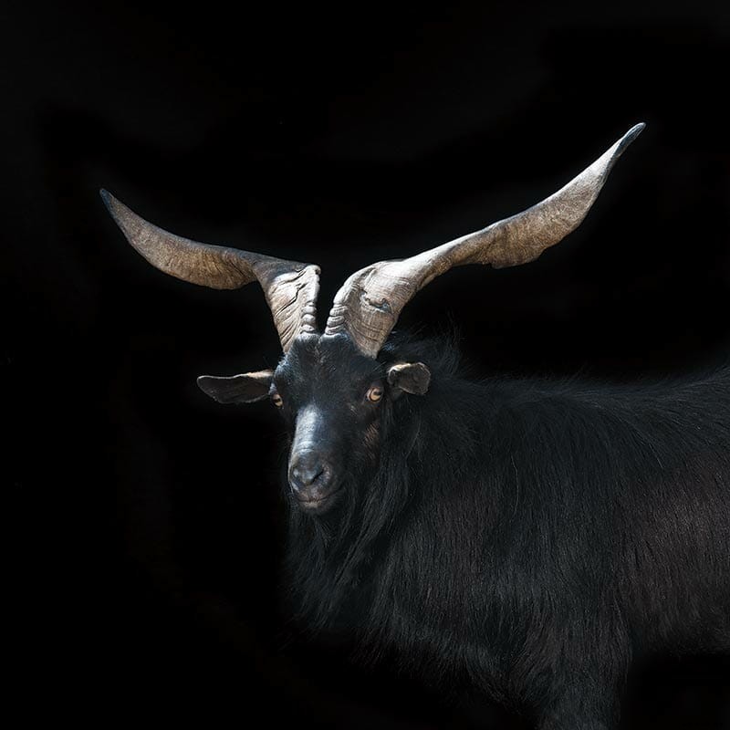 Which Goat Is Right for You?