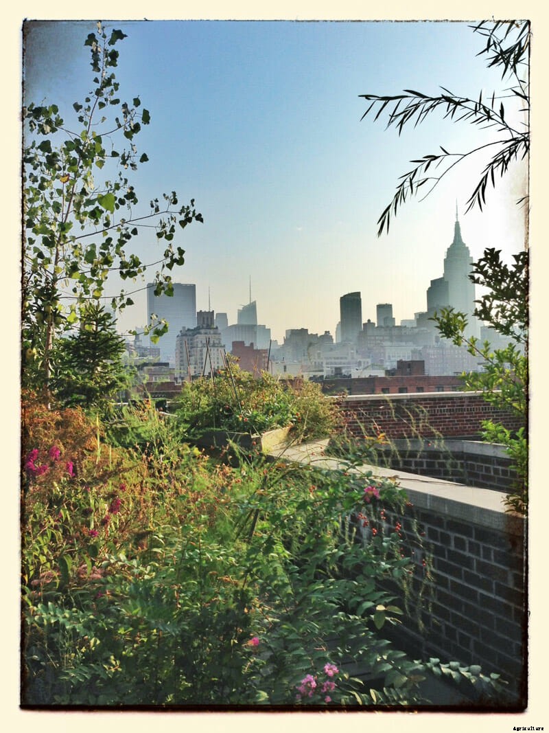 7 Modern Farmer Readers’ Urban Gardens