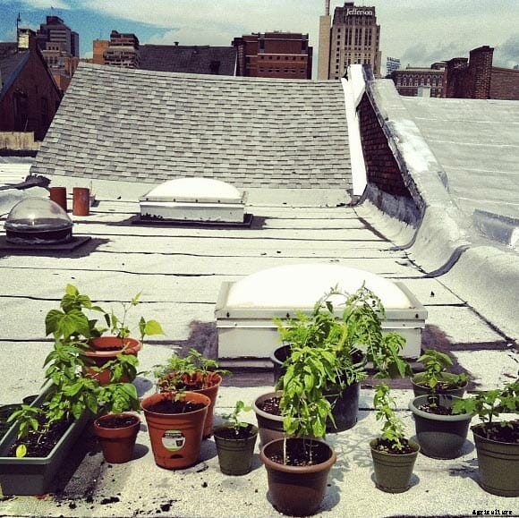 7 Modern Farmer Readers’ Urban Gardens