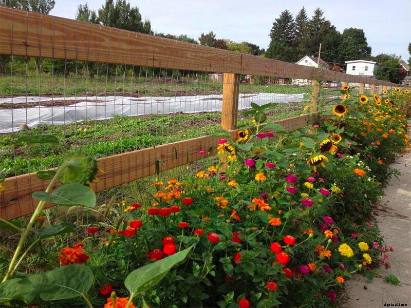 7 Modern Farmer Readers’ Urban Gardens